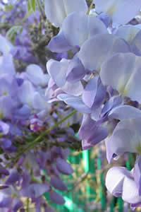 wisteria ou glycine